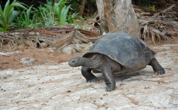 Riesenschildkroeten-Curieuse-069