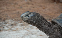 Riesenschildkroeten-Curieuse-070