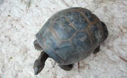 Riesenschildkroeten-Curieuse-071