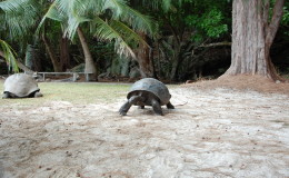 Riesenschildkroeten-Curieuse-072