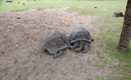Riesenschildkroeten-Curieuse-075