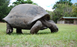 Riesenschildkroeten-Curieuse-076
