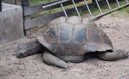 Riesenschildkroeten-Curieuse-077
