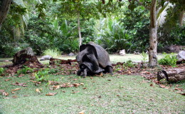 Riesenschildkroeten-Curieuse-079