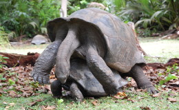 Riesenschildkroeten-Curieuse-080