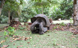 Riesenschildkroeten-Curieuse-082