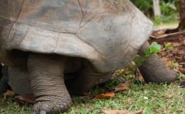 Riesenschildkroeten-Curieuse-083