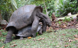 Riesenschildkroeten-Curieuse-084