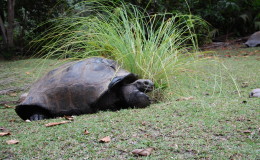 Riesenschildkroeten-Curieuse-085