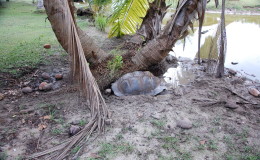 Riesenschildkroeten-Curieuse-087