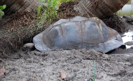 Riesenschildkroeten-Curieuse-088