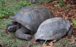 Riesenschildkroeten-Curieuse-089
