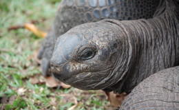 Riesenschildkroeten-Curieuse-090