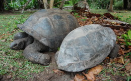Riesenschildkroeten-Curieuse-092
