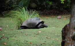 Riesenschildkroeten-Curieuse-093