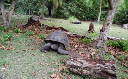 Riesenschildkroeten-Curieuse-094