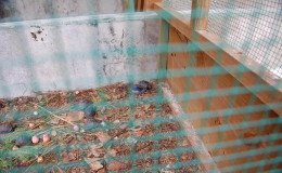 Riesenschildkroeten-Curieuse-096