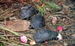 Riesenschildkroeten-Curieuse-097