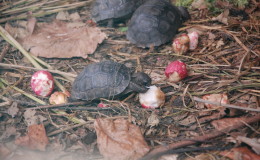 Riesenschildkroeten-Curieuse-098