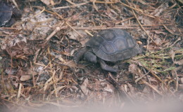 Riesenschildkroeten-Curieuse-099