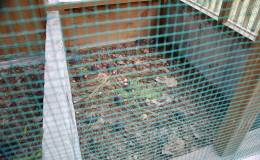 Riesenschildkroeten-Curieuse-100