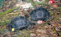 Riesenschildkroeten-Curieuse-101