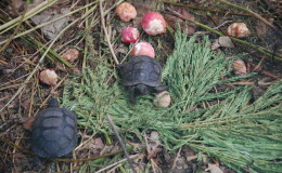 Riesenschildkroeten-Curieuse-102