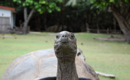 Riesenschildkroeten-Curieuse-103