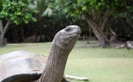 Riesenschildkroeten-Curieuse-104