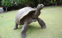 Riesenschildkroeten-Curieuse-105