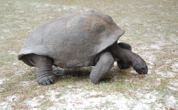 Riesenschildkroeten-Curieuse-109
