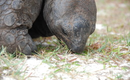 Riesenschildkroeten-Curieuse-113