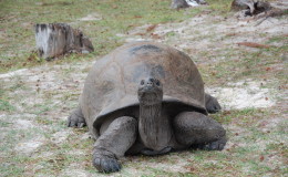 Riesenschildkroeten-Curieuse-119