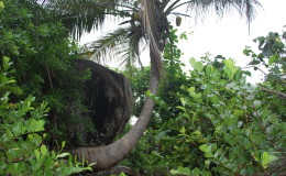 Seychellen-Moyenne-014