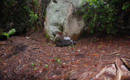 Seychellen-Moyenne-033