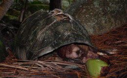 Seychellen-Moyenne-039