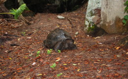 Seychellen-Moyenne-043