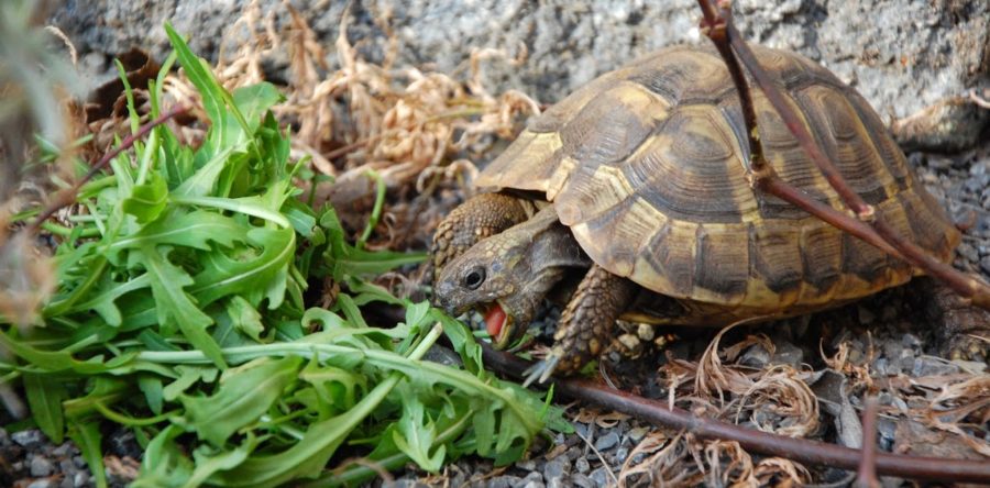 Was fressen Schildkröten?