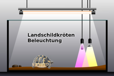 Beleuchtung für Landschildkröten im Terrarium