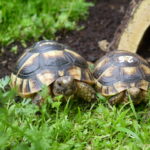 Breitrandschildkröten