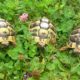 Unsere Drei Schildies im Sommergehege