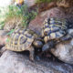 Griechische Landschildkröte