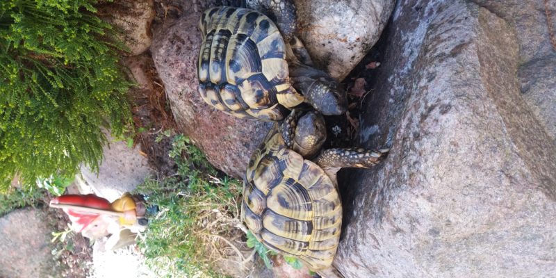 Griechische Landschildkröte
