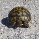 90 Griechische Landschildkröten (Testudo hermanni hermanni) auf Mallorca ausgewildert Griechische Landschildkröte auf Mallorca