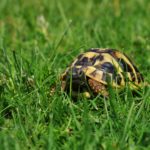 Griechische Landschildkröte in ihrem Freigehege