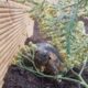 Breitrandschildkröte