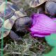 Griechische Landschildkröte Luna und Lilo im Freigehege