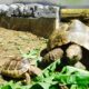 Wilma und der kleine Gringo beim fressen