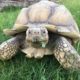 Sulcata in ihrem Garten