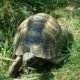 Maurische Landschildkröte